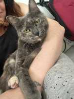 Adopter  chat : Athena