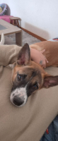 Adopter  chien : Milo