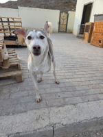 Adopter  chien : Dexter