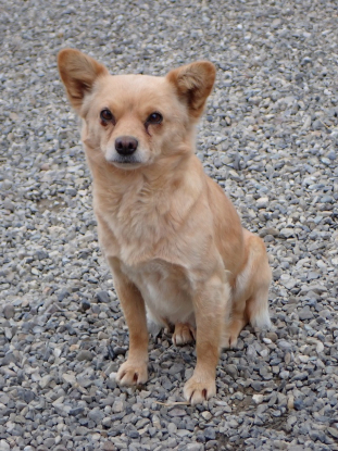 Adopter Soline