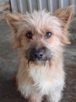 Adopter  chien : Surimi