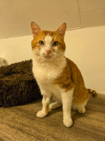 Adopter  chat : Gaspard