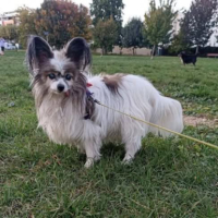 Adopter  chien : Diane