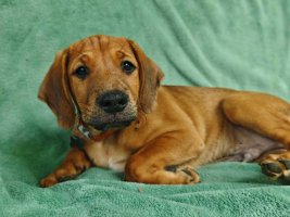 Adopter  chien : Jules