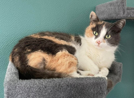 Adopter  chat : Calypso