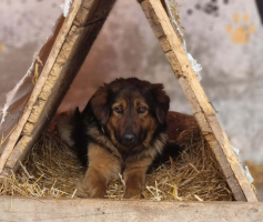 Adopter  chien : Orion