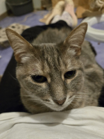 Adopter  chat : Kutia