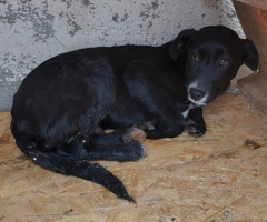 Adopter  chien : Riri