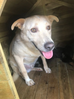 Adopter  chien : Basile