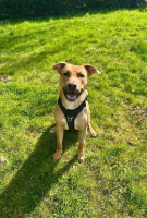 Adopter  chien : Newis