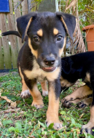 Adopter  chien : Alfie