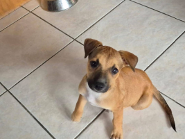 Adopter  chien : Walker