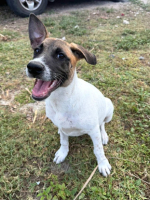 Adopter  chien : Sienna