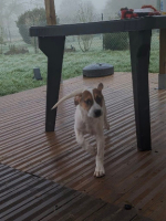 Adopter  chien : Roach