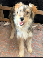 Adopter  chien : Guimli