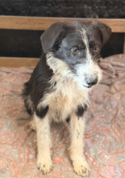 Adopter  chien : Freya