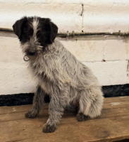 Adopter  chien : Arwen