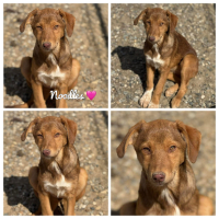 Adopter  chien : Noodles