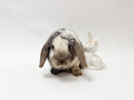 Adopter  lapin : Aveiro