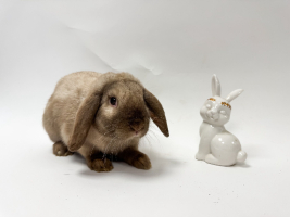 Adopter  lapin : Obidos