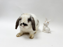 Adopter  lapin : Manvao