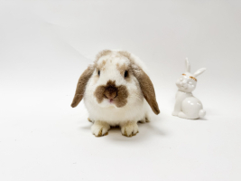 Adopter  lapin : Amarante