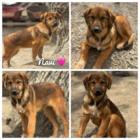 Adopter  chien : Navi