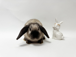 Adopter  lapin : Coimbra