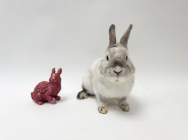 Adopter  lapin : Chiffon