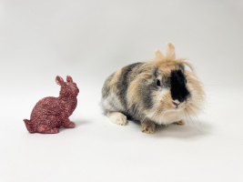 Adopter  lapin : Panpan