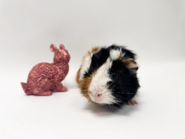 Adopter  NAC : Brownie