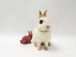 Adopter  lapin : Pinulero