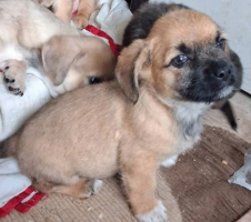 Adopter  chien : Mitsou