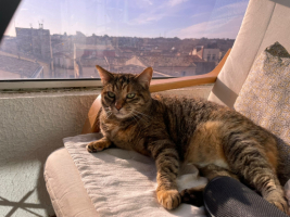 Adopter  chat : Sanka