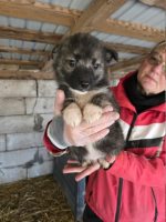 Adopter  chien : Chaïko