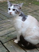 Adopter  chat : Gargamelle