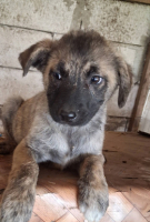 Adopter  chien : Mazar