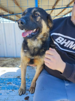 Adopter  chien : Jasko