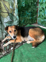 Adopter  chien : Plume