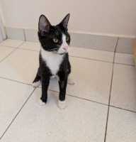 Adopter  chat : Meko