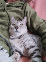 Adopter  chat : Anya