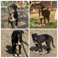 Adopter  chien : Noctis