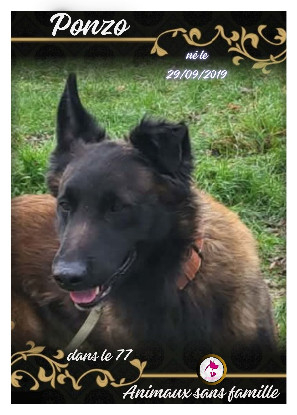 Adopter Ponzo