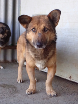Adopter Comak