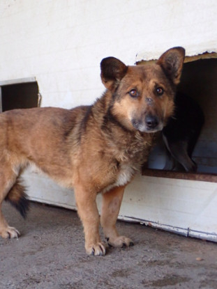 Adoption Comak