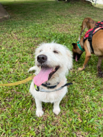 Adopter  chien : Anda