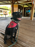 Adopter  chien : Tipa