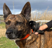 Adopter  chien : Flinn