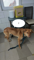 Adopter  chien : Silco