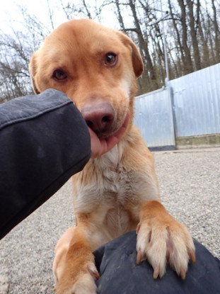 Adopter Silco